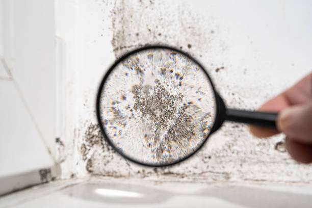 Why You Should Choose Our Mold Remediation Services in Piedmont, SC